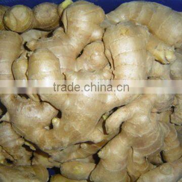 New Fresh Ginger photo-6