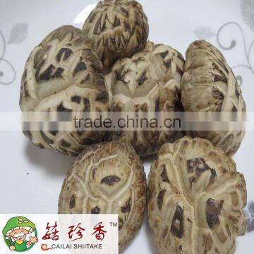 dried white flower shiitake mushroom with packing 15kg per bag