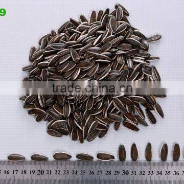 good quality striped sunflower seeds