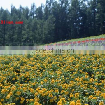 High quality F1 hybrid dianthus flower seeds