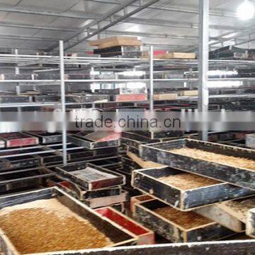 100% Natural and High Quality Fish Feed Dried Mealworms photo-3