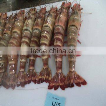 HOSO Sea Tiger Shrimps