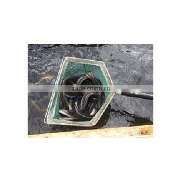 Live Eel (anguilla Rostrata) photo-2