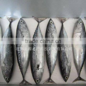 Whole Round Tuna Fish Frozen Bonito photo-2