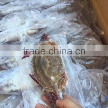 Frozen blue swimming Crab