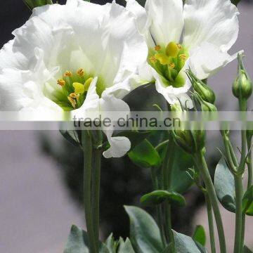 High Quality Decorative Flower Fresh Cut Lisianthus Wholesale From Yunnan