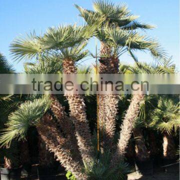 Chamaerops Humilis photo-6