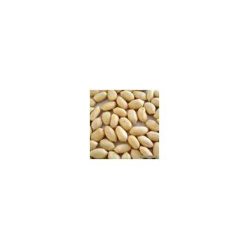 Sell Blanched Peanut Kernels 61/71