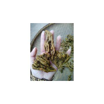 Supply of Medicinal Materials in Western Hubei Mountain Area Treasure Chicken Feet Coptis Zadeh Super Series Rare Traditional Chinese Medicinal Materials photo-2