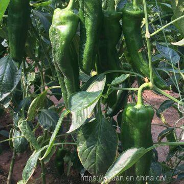 dark green  pepper seeds hot pepper greenhouse plant  pepper seeds no.32