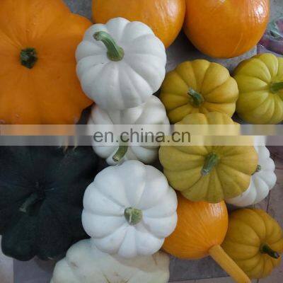 VIETNAM IQF VEGETABLES UNPEELED FROZEN PUMPKIN, FROZEN DICED PUMPKIN photo-2