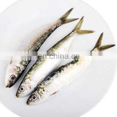 wholesale frozen sardine bait frozen sardine for fishing bait sardinella aurita