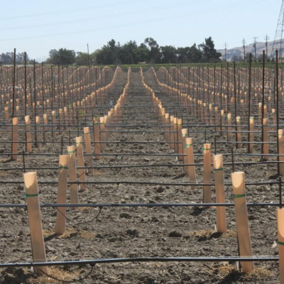 Baumschutzschild aus UV-behandeltem PP-Kunststoff (Correx) - Baumschutzschild für Jungbäume / Baum-Set / Baumschutzhülle - Blatt photo-5