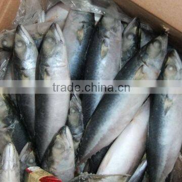 Frozen Pacific Mackerel Whole Round