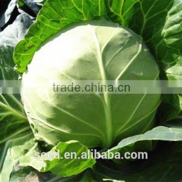 good quality hot sale cabbage seeds SXG No.2