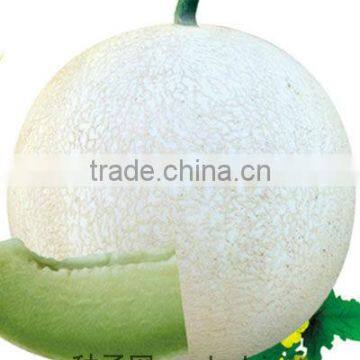 MI white skin fruit easily hybrid melon seeds