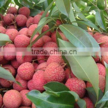 FRESH LYCHEE FOR SALE WITH CHEAPER PRICE AND HIGH QUALITY