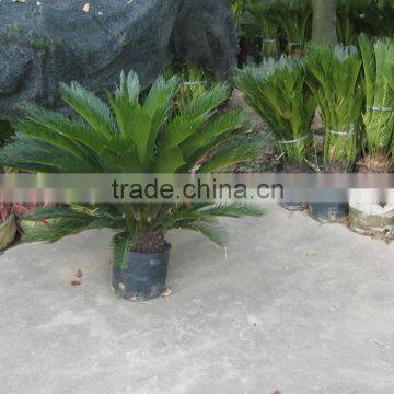 Top quality landscaping with sago palms