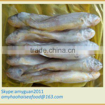 Frozen Yellow Croaker fish size 400/500