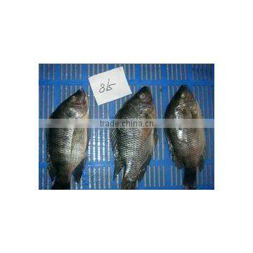 Frozen Whole Round Tilapia Fish photo-2