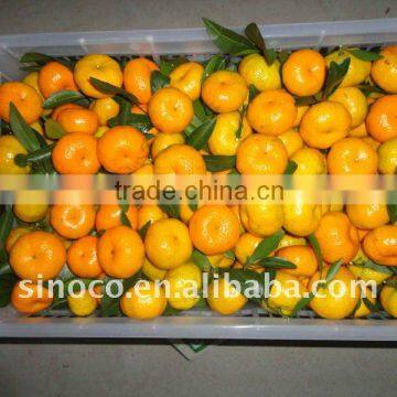 Baby Mandarin in China