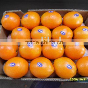 navel orange