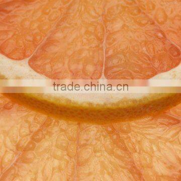 Big Navel Orange For Netherlands Market