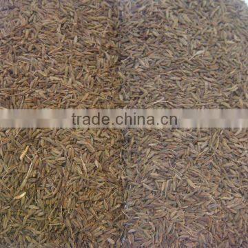 Cumin Seeds EU & Singapore Quality 99.11% Purity