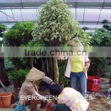 Ficus benjamina