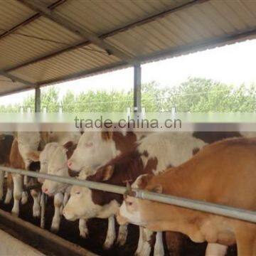 250mm PE Film Covered Single-Span Greenhouse For Cow/Pig Growing photo-4