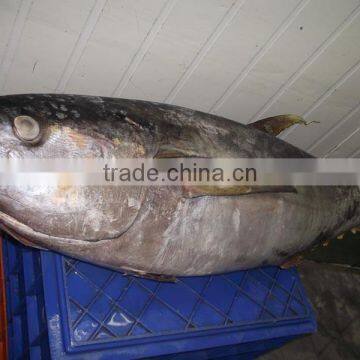 Frozen Thunnus Albacares photo-2