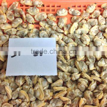 New Season High Quality Frozen Baby Clams Without Shell photo-3
