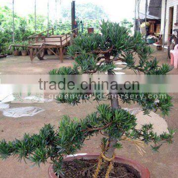 podocarpus macrophyllus potted bonsai