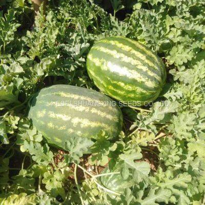 High Disease Resistance Oval Shape Hybrid Watermelon Seeds for Growing photo-3