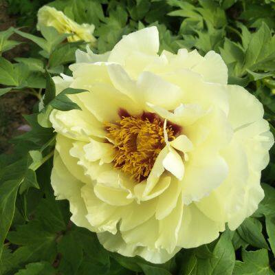 yellow peony seedling peony plant