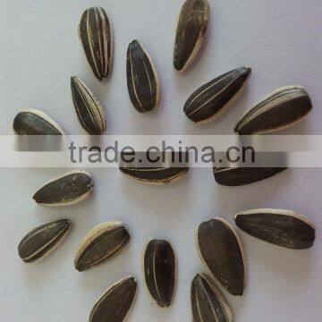 Round sunflower seeds price of sunflower seeds sunflower seeds market price