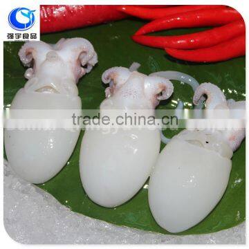 frozen fish baby cuttlefish whole clean