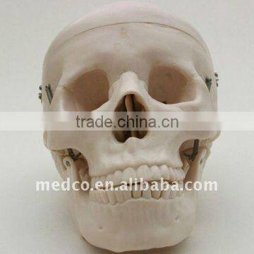 Life-Sizs Skull
