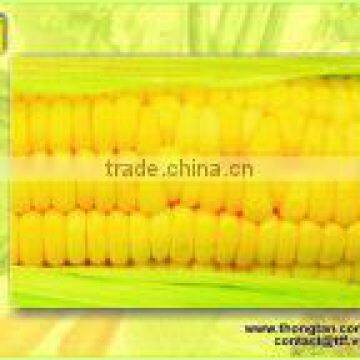 Sweet corn in can 15 Oz - Easy open lid by thongtan foodstuff