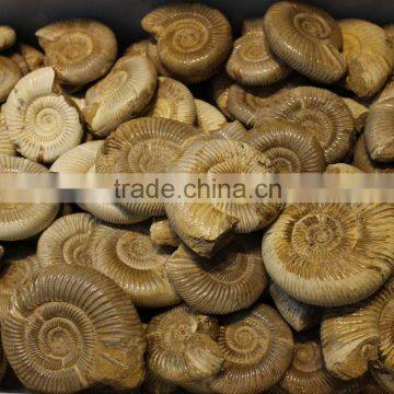 wholesale natural snail fossils ammonite fossils for sale