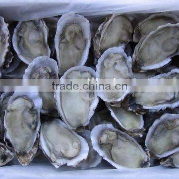 hight quailty frozen half shell oyster