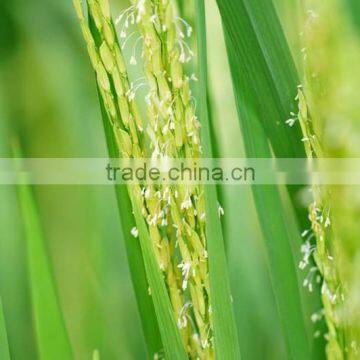 VIETNAM WHITE RICE LONG GRAIN 5% BROKEN