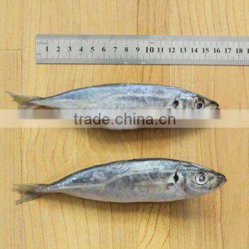 Horse Mackerel (Small Eyes)