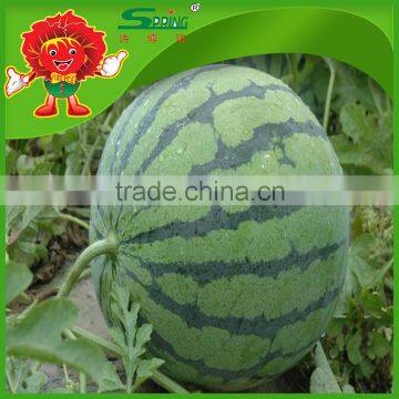 Wholesale Red Yellow Watermelon Farm Growing Watermelon Fake Watermelon photo-2
