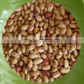 Round Shape Light Speckled Kidney Beans