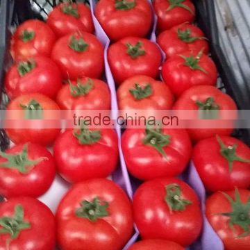 FRESH TOMATOES cheap