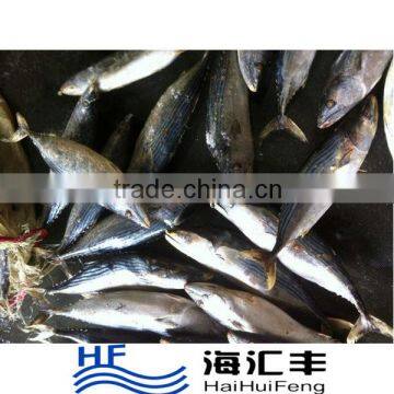 2016 New Arrival Frozen Skipjack Tuna