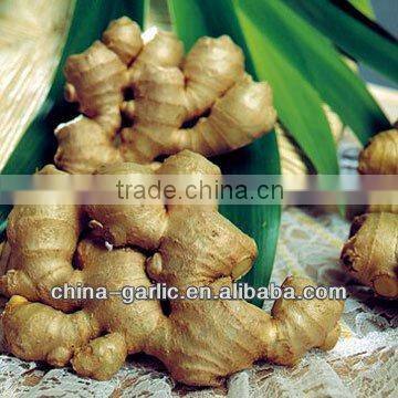 ginger price in china ( best quality, new season)