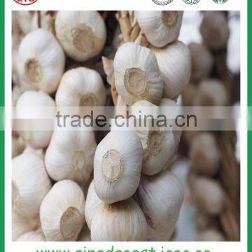 Jinxiang Garlic Contact me photo-5