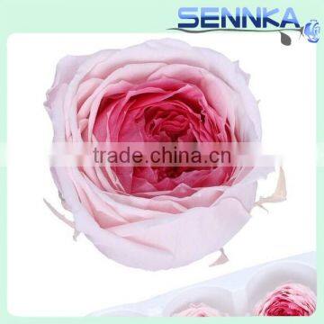 Wholesale Valentine's Day Gifts Purple Color Preserved Roses Flower Austin Rose Dried Flowers photo-6